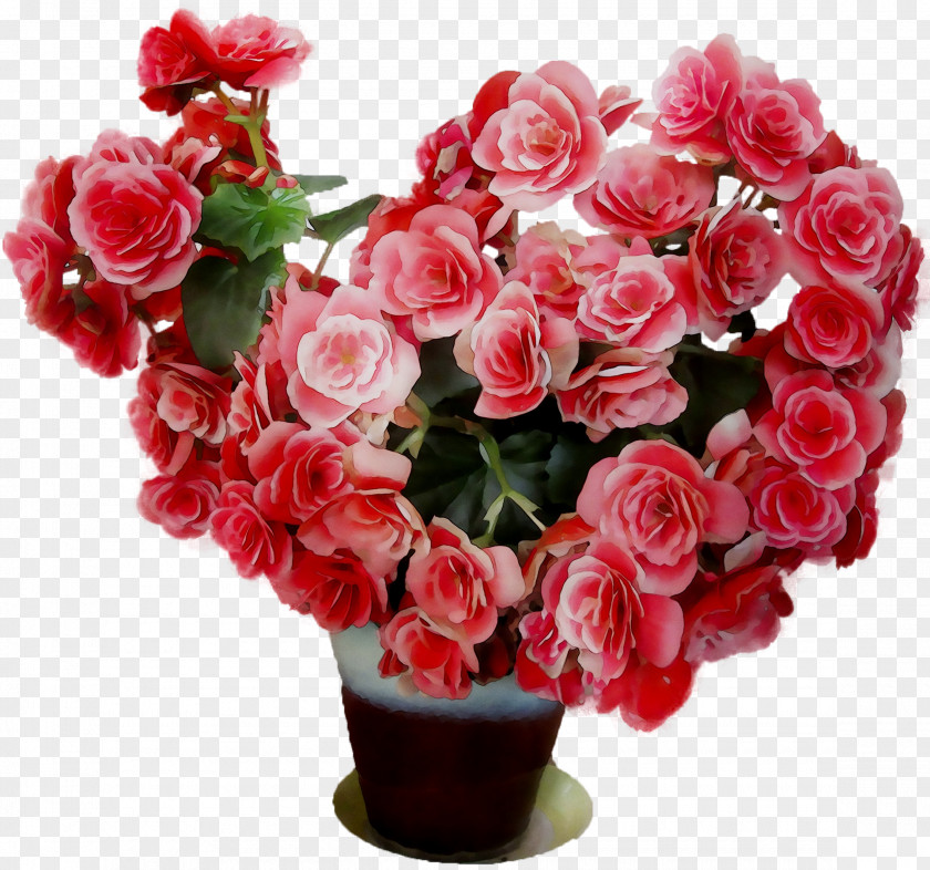 Garden Roses Cabbage Rose Floribunda Floral Design Cut Flowers PNG