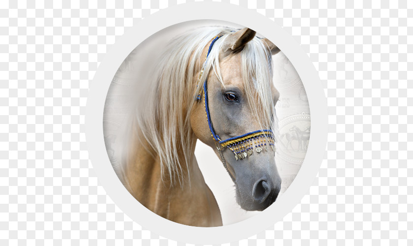 Mustang Pony Mane Halter Stallion PNG