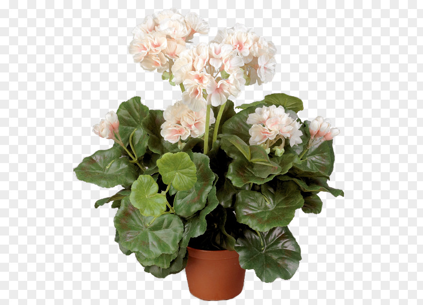 Plant Crane's-bill Flowerpot Geraniums Cachepot PNG