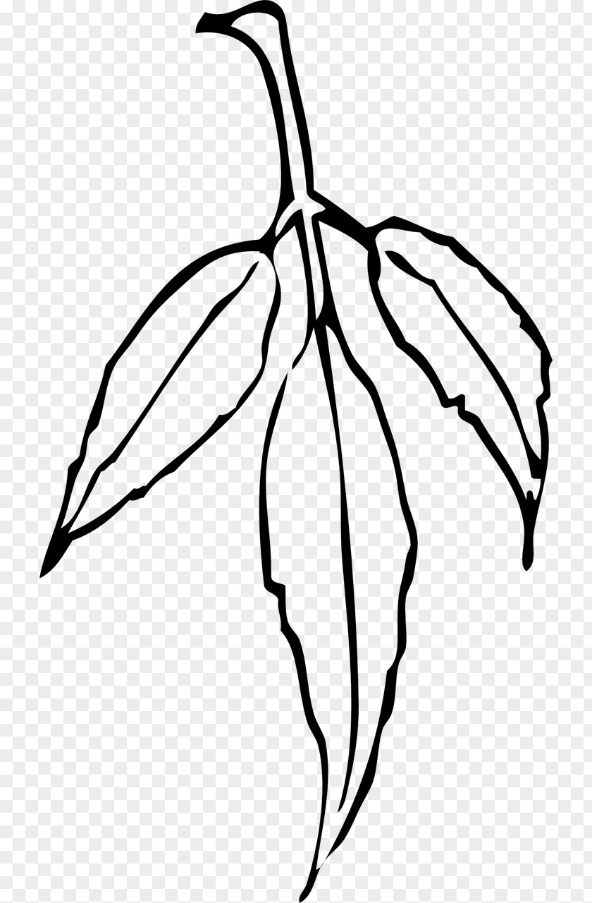 Sumac Aesculus Californica Clip Art Leaf Eucalyptus Camaldulensis Vector Graphics PNG