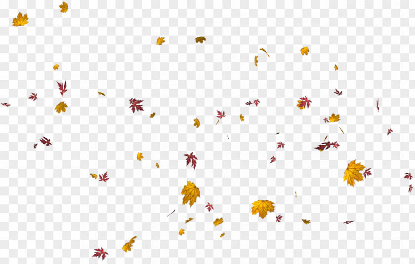 Autumn Maple Leaf Photography PNG