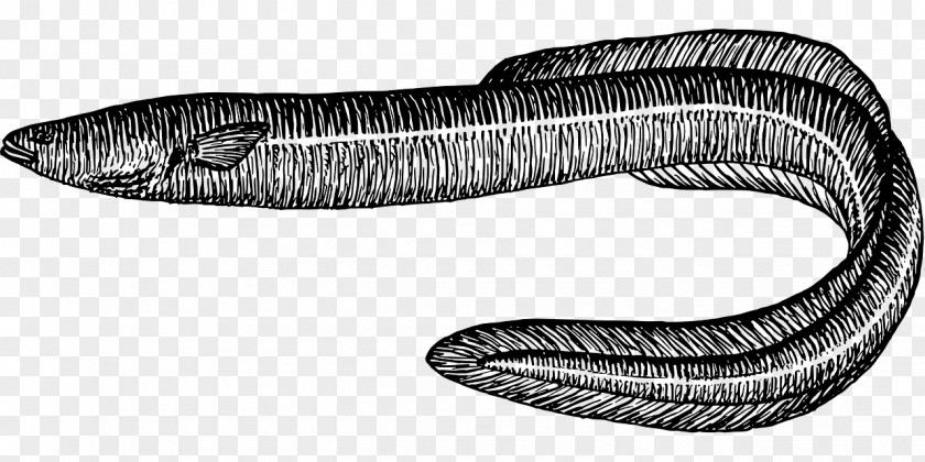 Eel Conger Moray Clip Art PNG