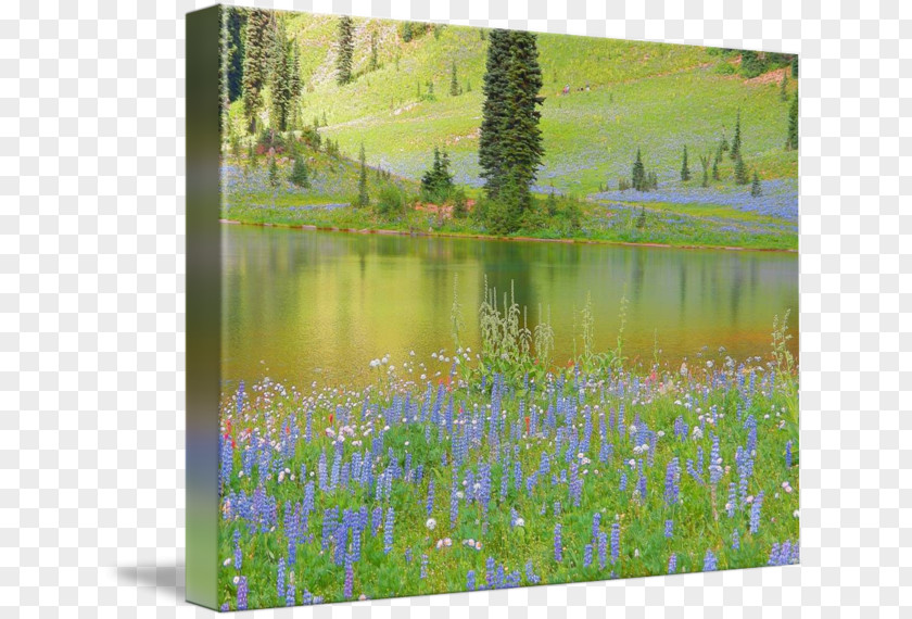 Tipsoo Lake Gallery Wrap English Lavender Mount Rainier Painting PNG