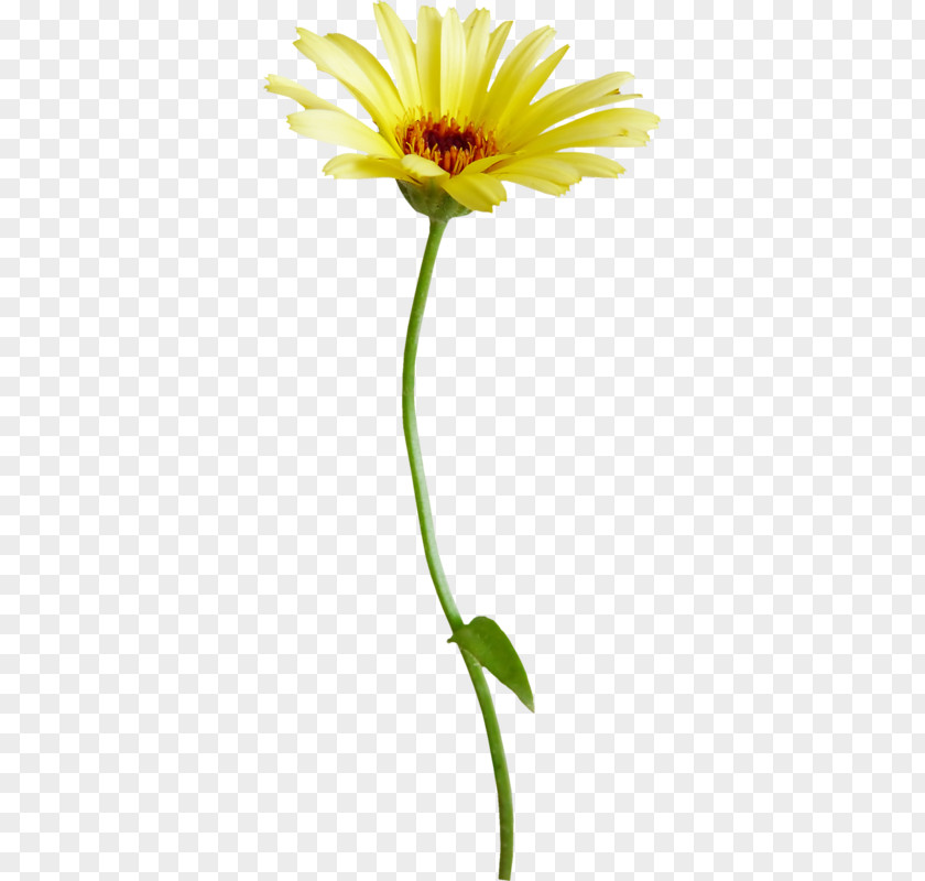 Chrysanthemum Flower Common Daisy PNG