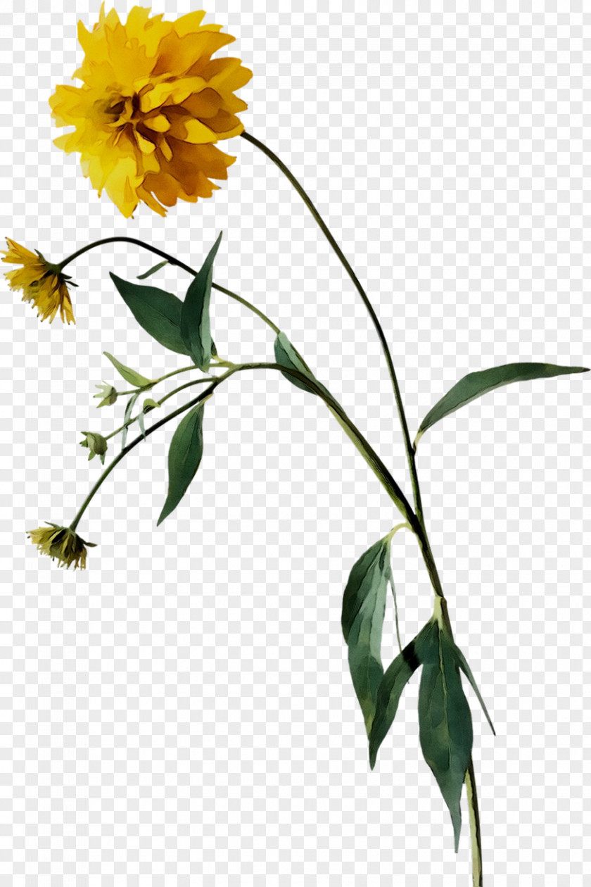 Common Sunflower Plant Stem Cut Flowers Yellow Leaf PNG