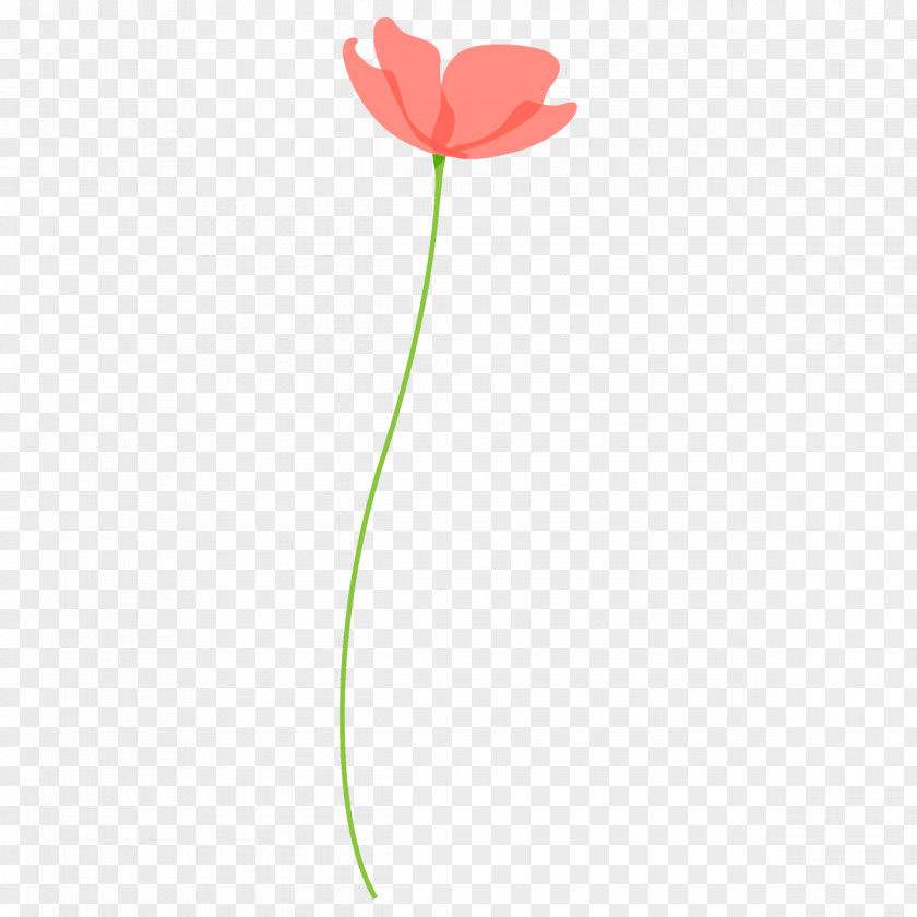 Poppy Flower PNG