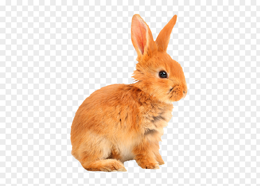 Rabbit Domestic European Hare Sticker PNG