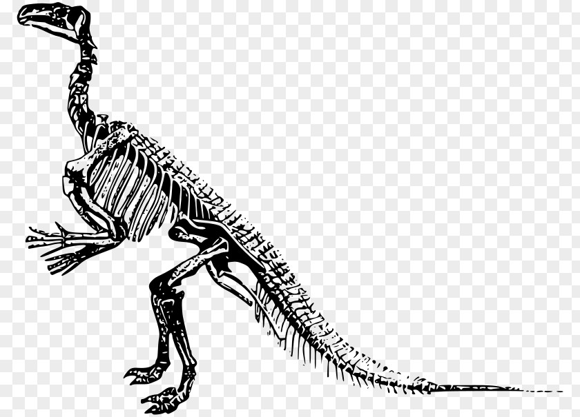 Skeleton Tyrannosaurus Velociraptor Dinosaur Allosaurus PNG