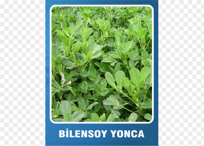 Alfalfa Seed Agriculture Plants Yem Bitkileri PNG