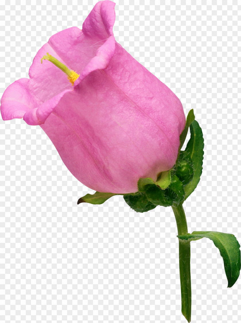 Bell Flower Garden Roses Clip Art PNG