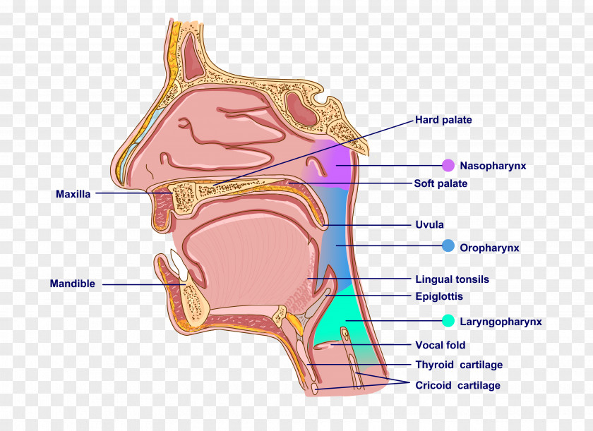 Ear Pharynx Mouth Anatomy Neck PNG