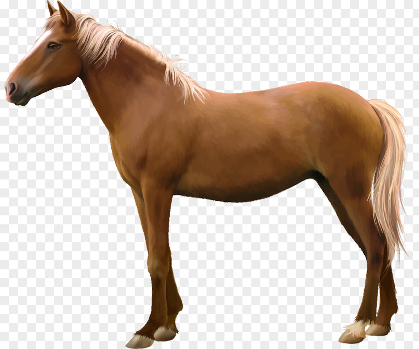 Rabo De Cavalo Campo Arabian Horse Andalusian Stock Photography Vector Graphics Image PNG