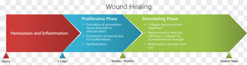 Timeline Wound Healing Type I Collagen Scar Granulation Tissue PNG