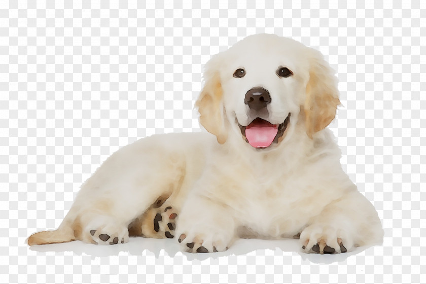 Golden Retriever Labrador Maltese Dog Poodle German Shepherd PNG