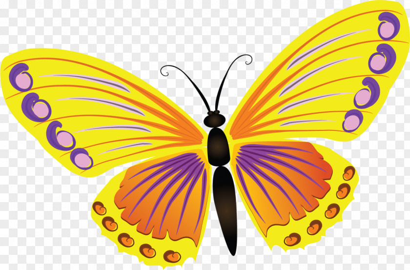 Hand-paint Butterfly Light Color PNG