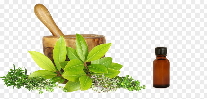 Health Ayurveda Herbalism Medicine Therapy PNG