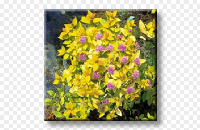 Mound Spiraea Japonica Shrub Color Yellow Soil PNG