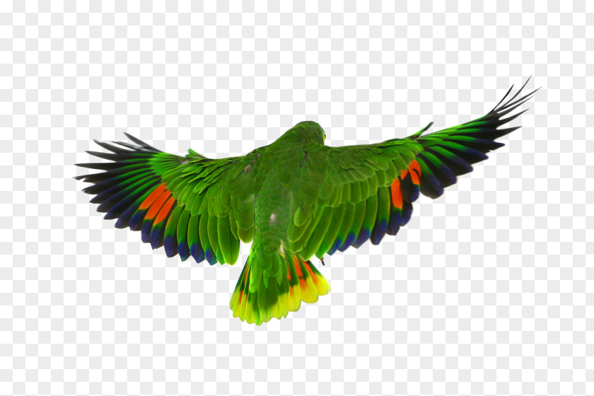 Parrot Bird Macaw Flight PNG