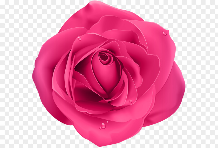 Rose Pink Blue Garden Roses Flower Clip Art PNG