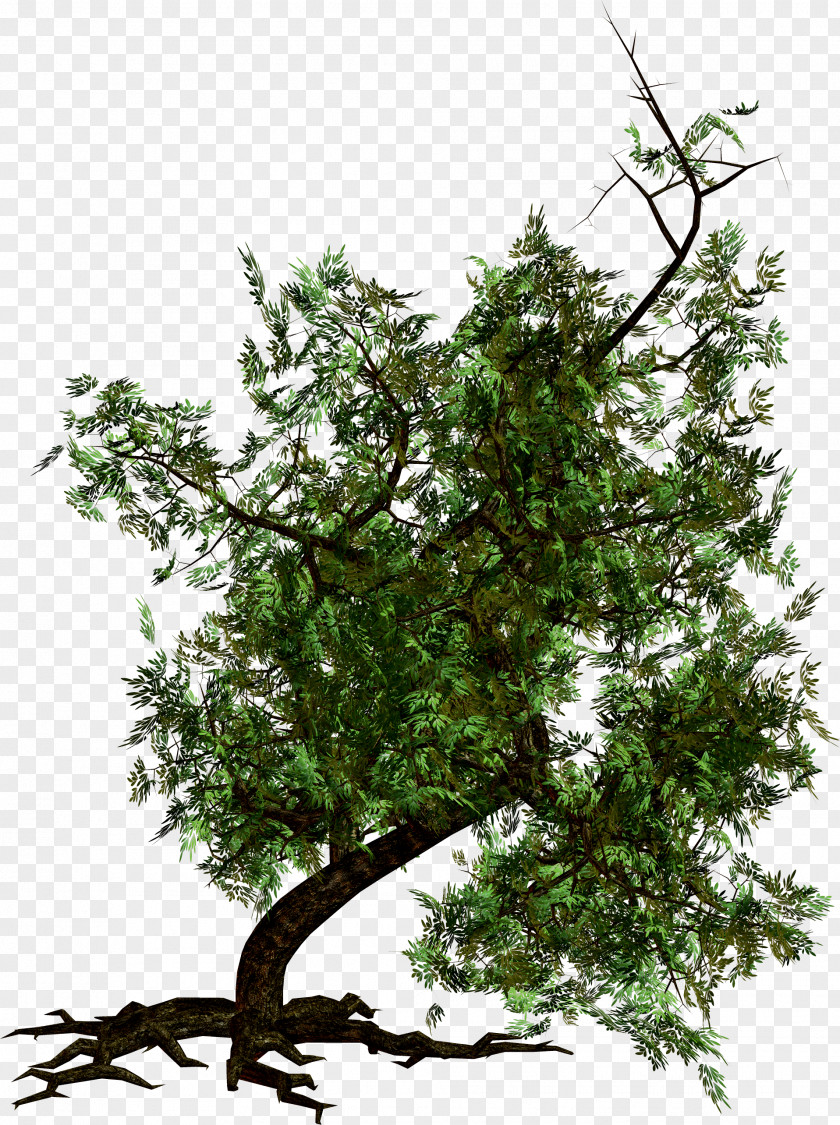 Trees Tree Photography PNG