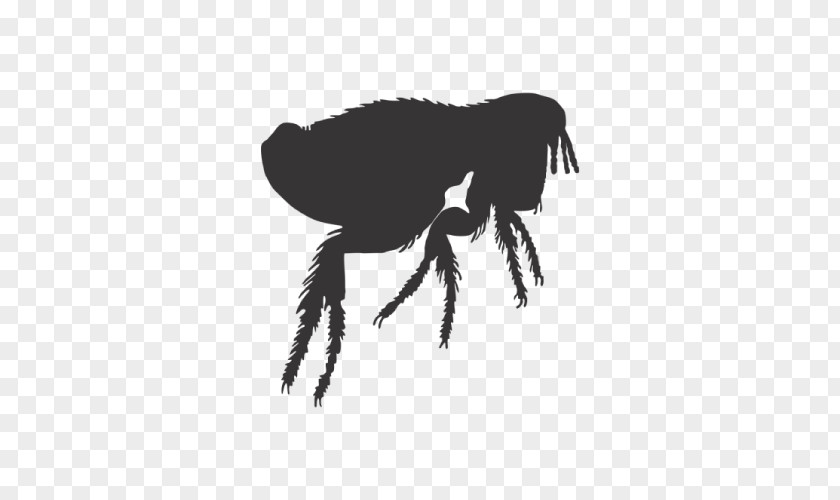 Arachnid Silhouette Dog PNG