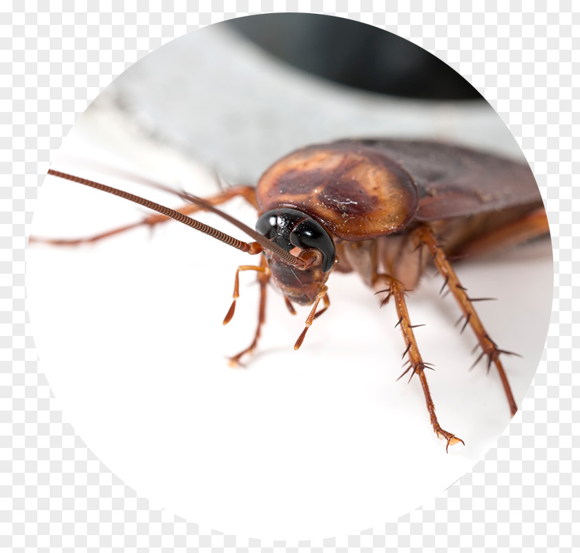 Bird Fleas Cockroach Blattodea Pest Control Insect PNG