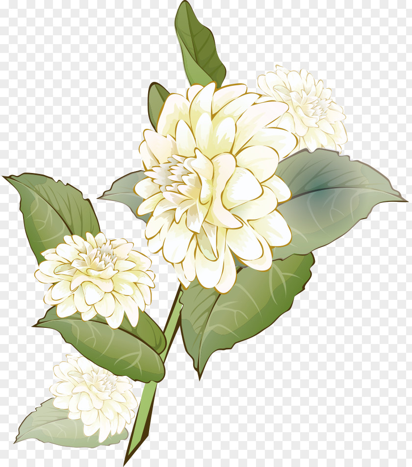 Chrysanthemum Indicum Flowering Tea Chinese Herbology Traditional Medicine PNG