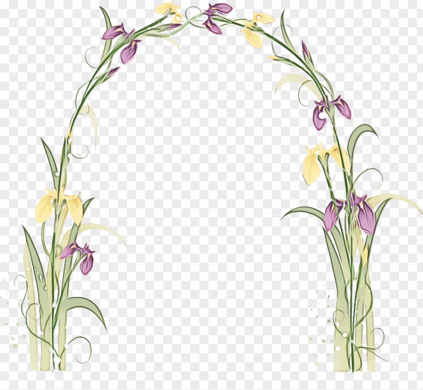 Flower Plant Bellflower Family PNG