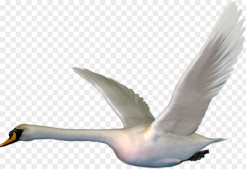 Goose Cygnini The Magic Swan Geese Bird Clip Art PNG
