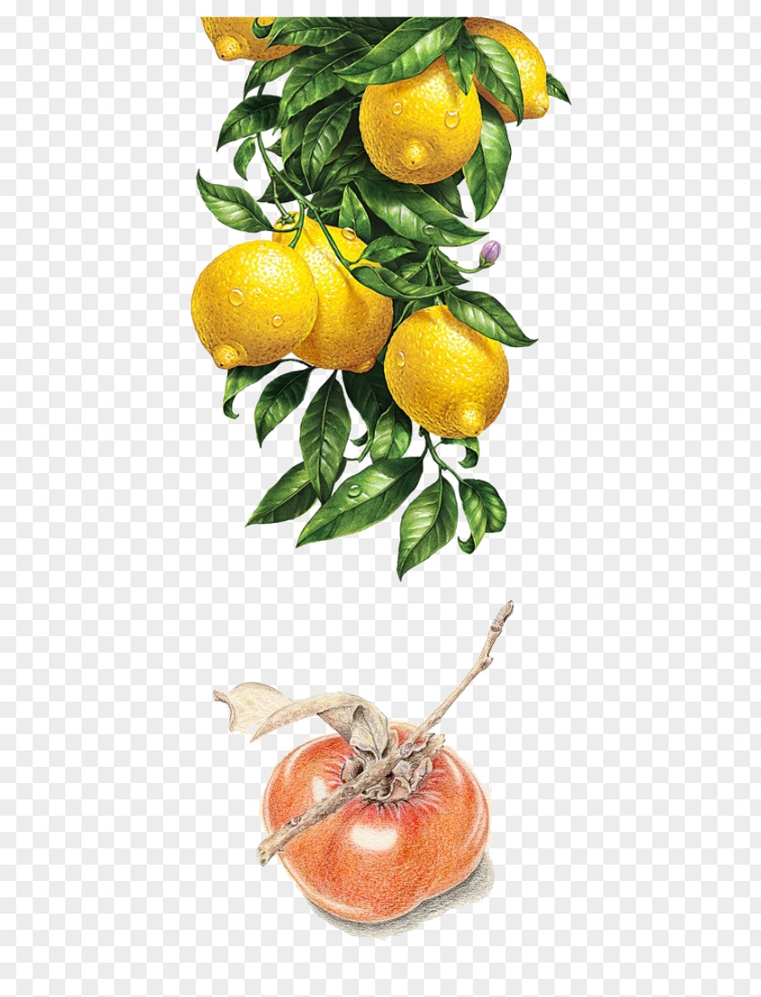 Lemon Persimmon Watercolor Painting Illustration PNG