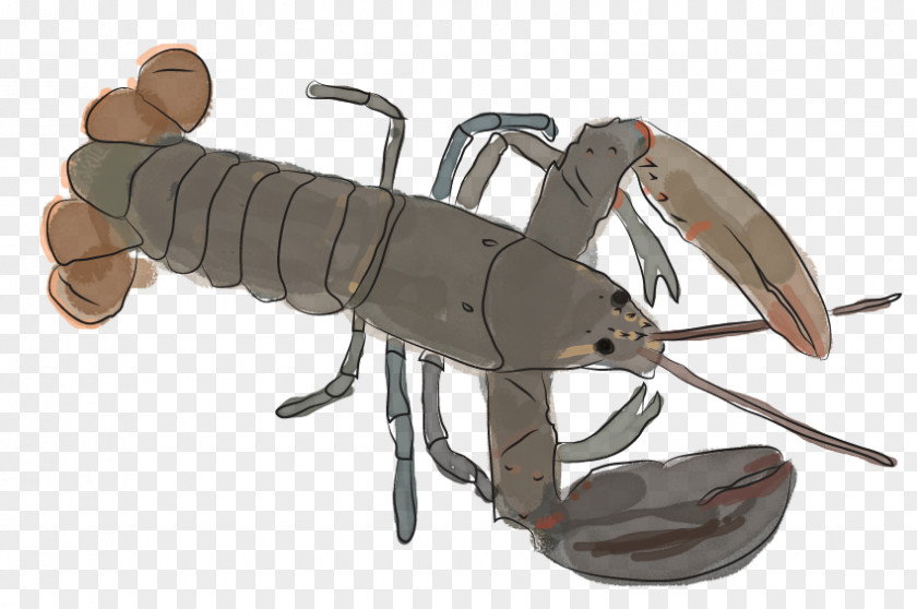 Lobster American Seafood Maine Crab PNG