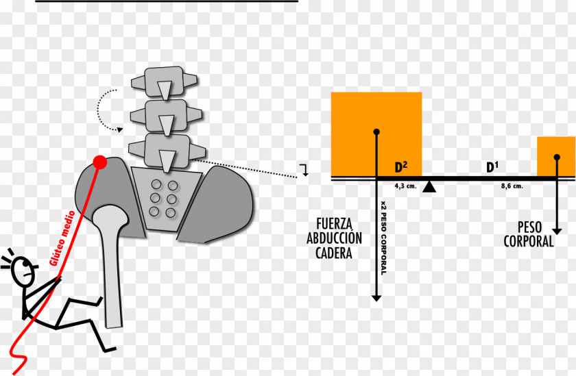 Pelvis Physical Medicine And Rehabilitation Joint Disease PNG