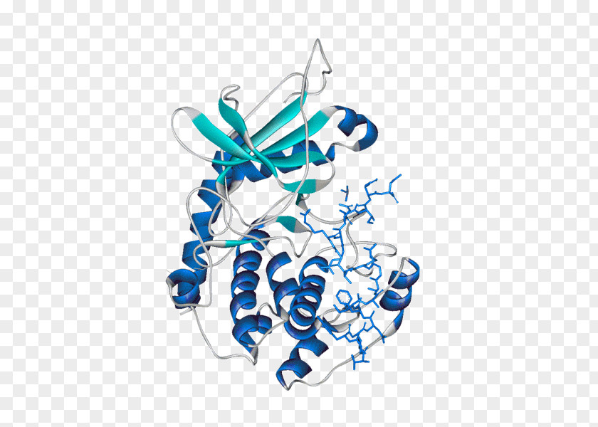 Protein Kinase A H-89 Glycogen PNG