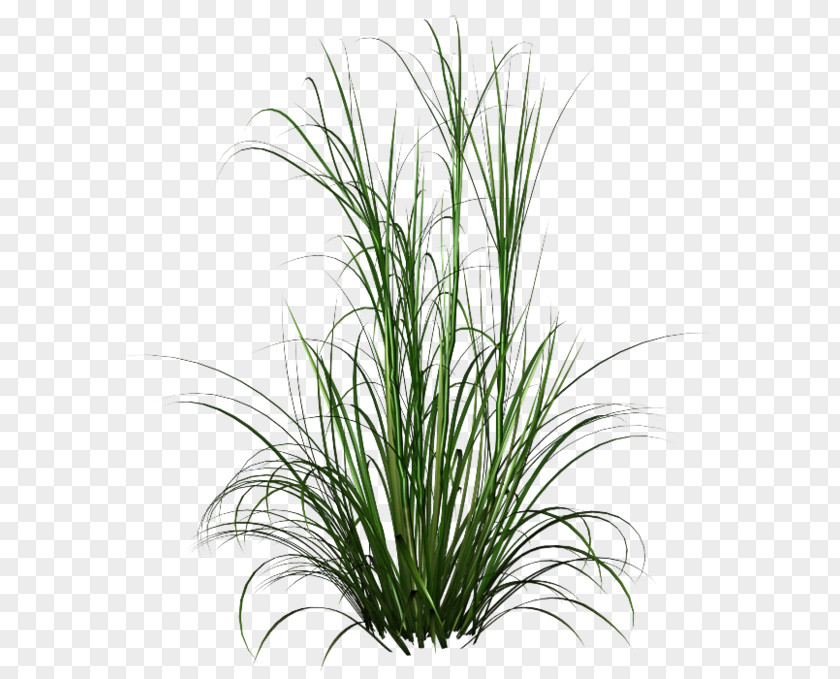 Plantes Fountain Grass Ornamental Clip Art PNG