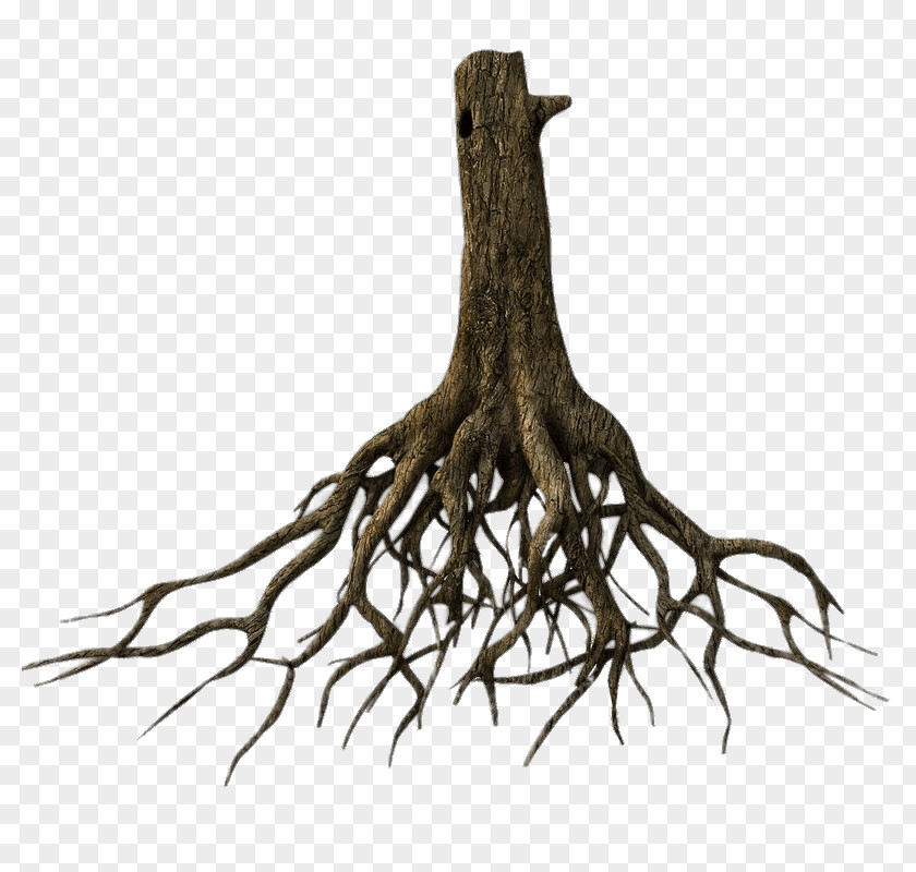 The Roots Tree Root 3D Modeling TurboSquid Clip Art PNG