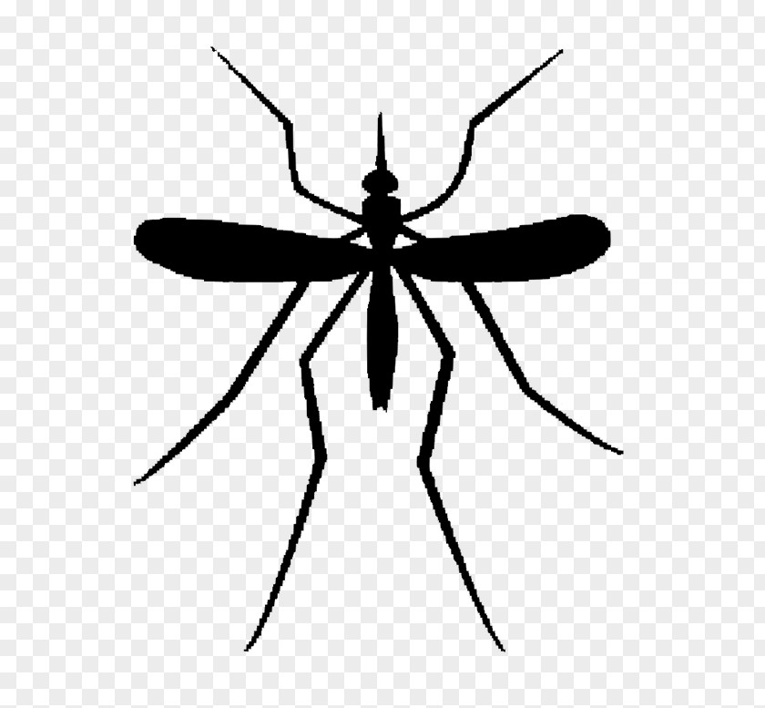 Clip Art Mosquito Illustration Image PNG