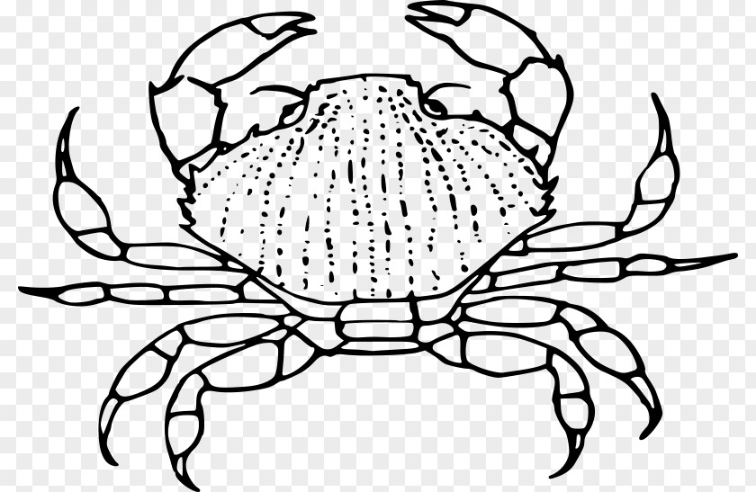 Crab Decapoda Drawing Clip Art PNG