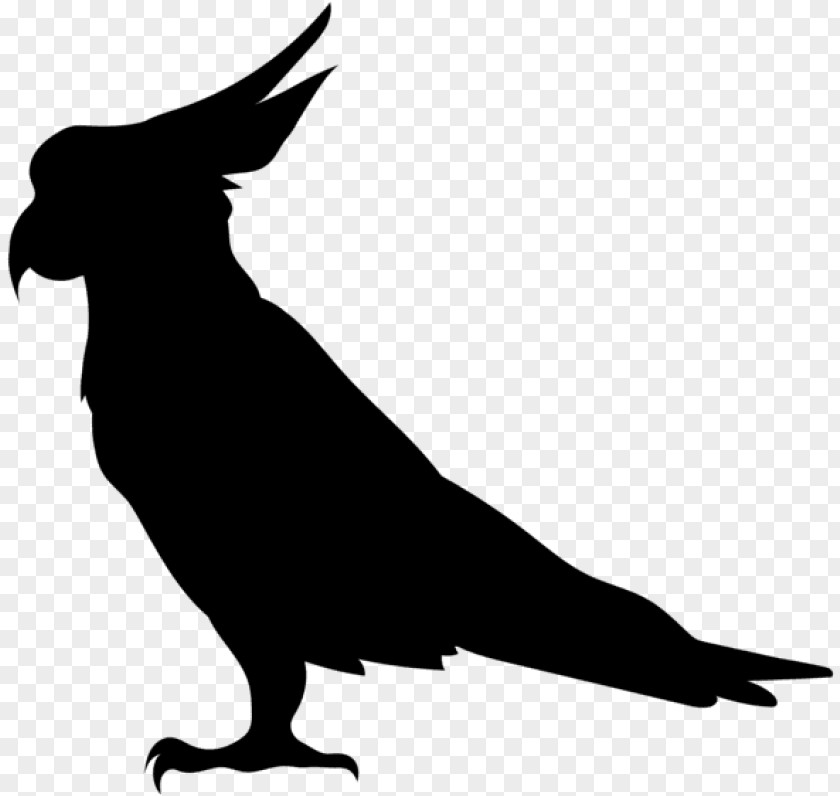 Crow Raven Bird Parrot PNG