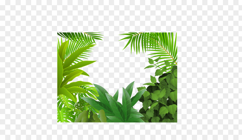 Elaeis Landscape Palm Tree Drawing PNG