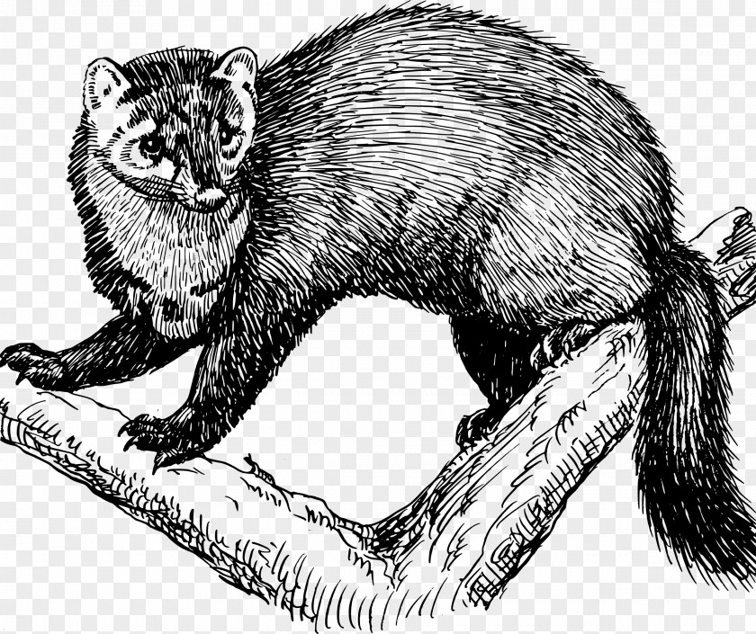 Fisher Animal Clip Art PNG