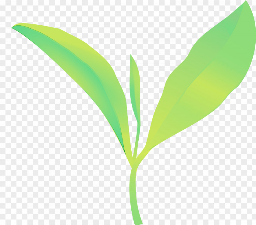 Leaf Lily Of The Valley Green Flower Plant PNG