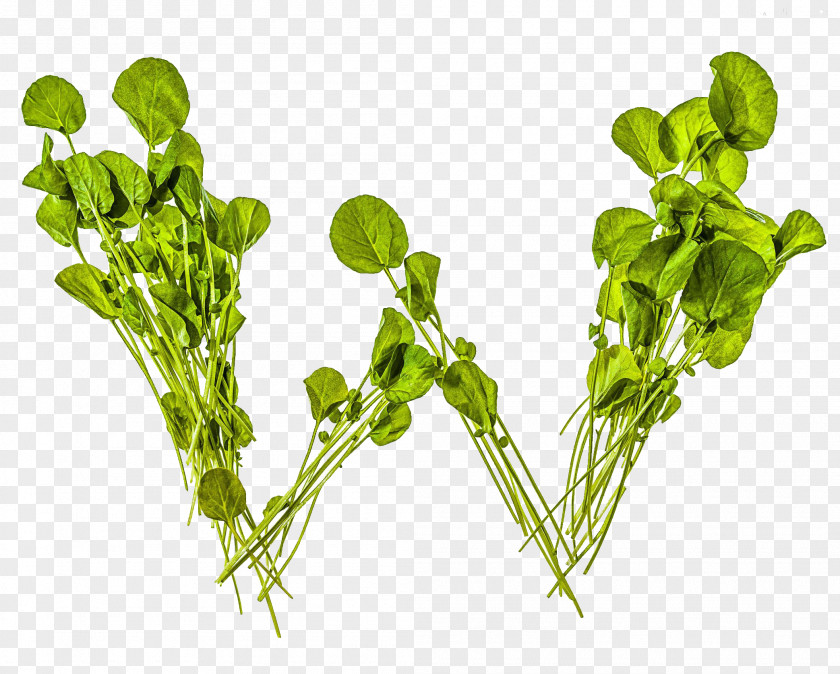Letter W Watercress PNG