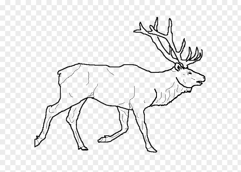 Reindeer Elk Drawing Line Art PNG
