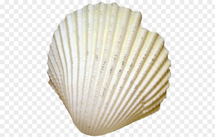 Seashells Cockle Seafood Seashell Conch PNG