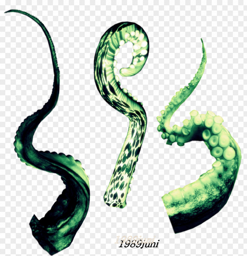 Tenticles Tentacle Art Invertebrate PNG