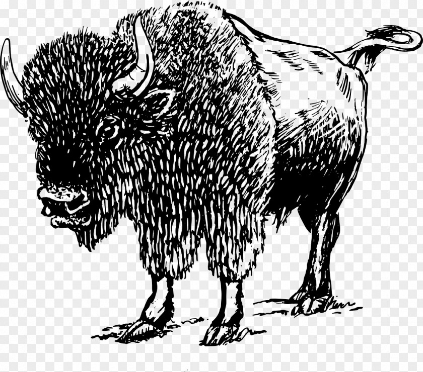 Bison American Drawing Clip Art PNG