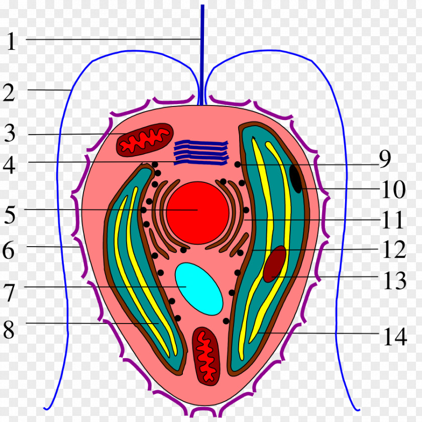 Cavernous Cell Haptophyte Coccolithophore Algae Flagellum Organism PNG