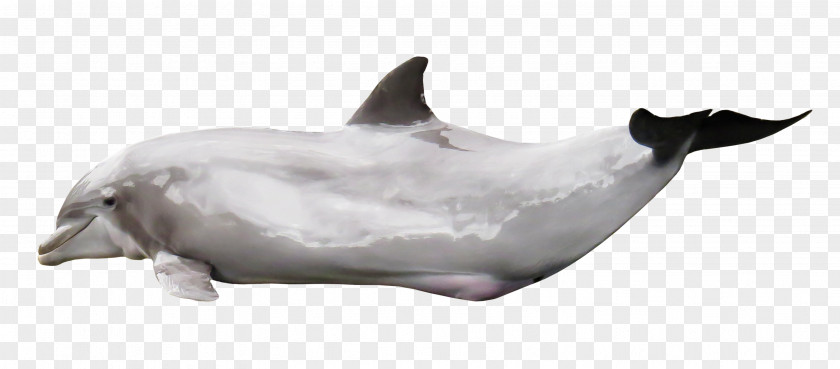 Dolphin Tucuxi Common Bottlenose Porpoise PNG