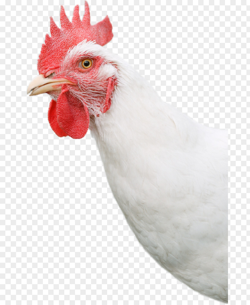 Egg Rooster Sussex Chicken Bresse Gauloise Poultry PNG