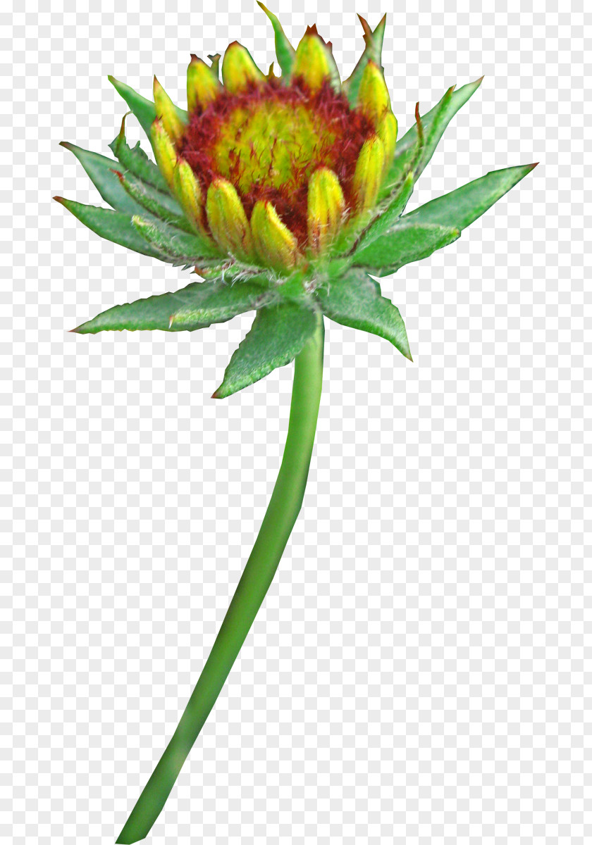 Gaillardia Cut Flowers Image Adobe Photoshop PNG